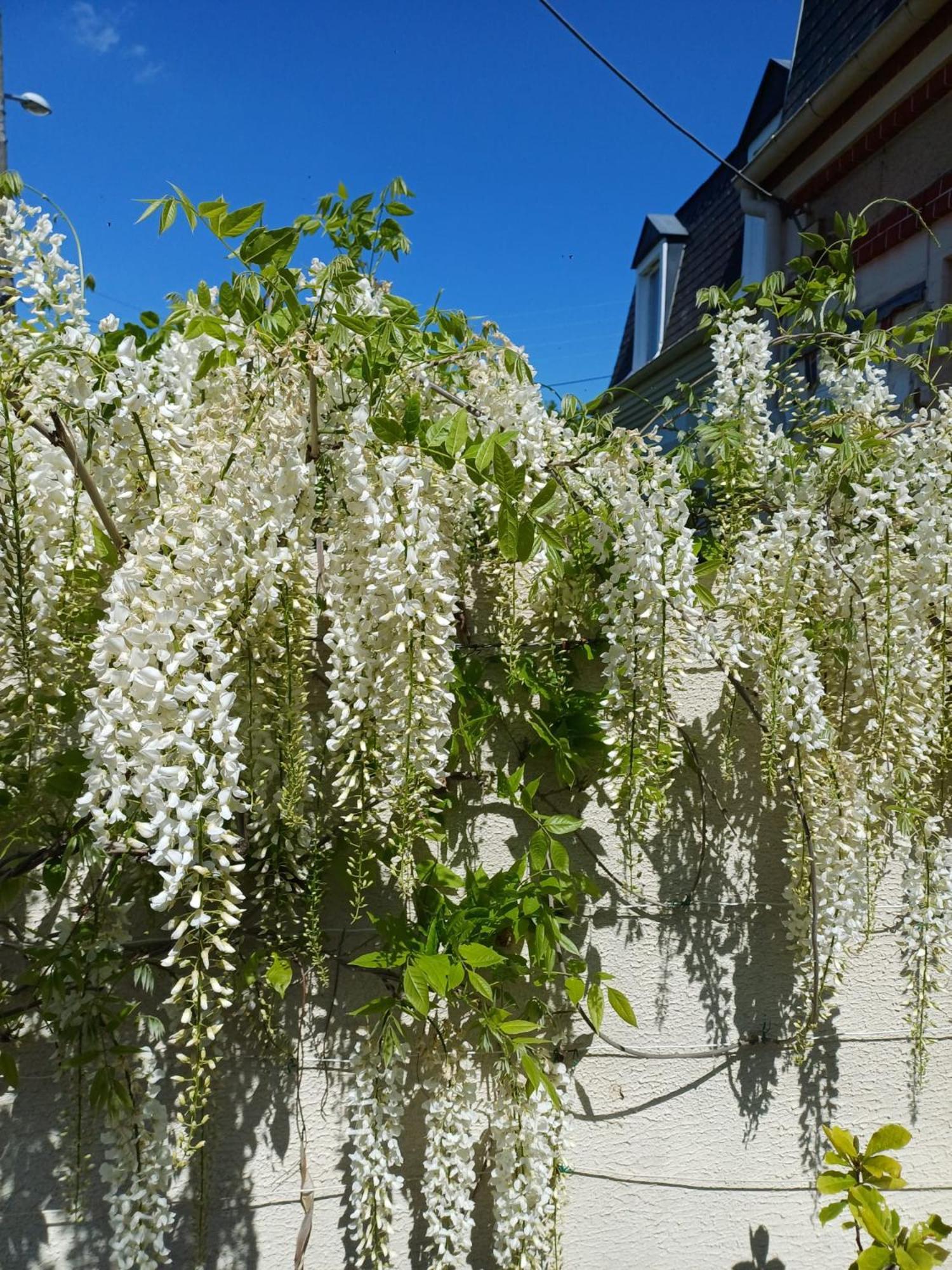 La Maison Des Magnolias Трувиль-сюр-Мер Экстерьер фото